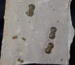 Peronopsis interstricta (WHITE 1874) - Bild &copy; FossNet FossilienStore